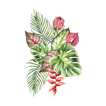 Tropical watercolor bouquet, composition. Monstera, palm, protea calladium, red anthurium, heliconia flower. Hand drawn isolated illustrations on transparent background. Perfect for tropical design pr