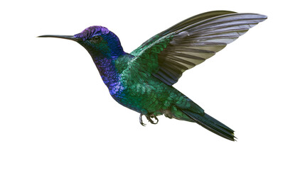 Fototapeta premium Iridescent green and purple hummingbird in flight, isolated on transparent background