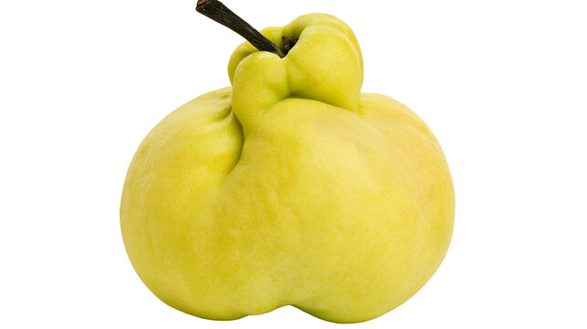 Unusual lumpy yellow quince fruit with dark stem, isolated on transparent background