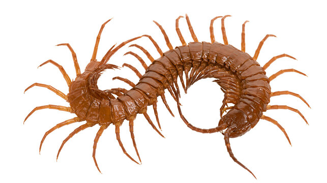 Brown centipede with many legs curled in a circle, isolated on transparent background