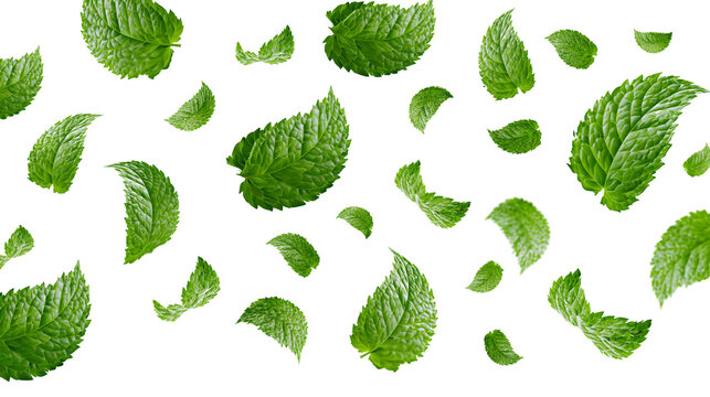 Fresh green mint leaves scattered in motion, isolated on transparent background