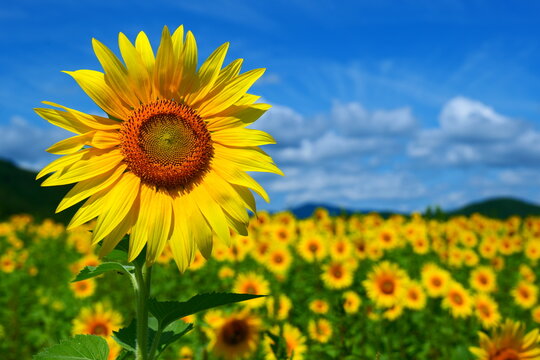 夏を迎えたひまわり畑。遠野、岩手、日本。8月中旬。
