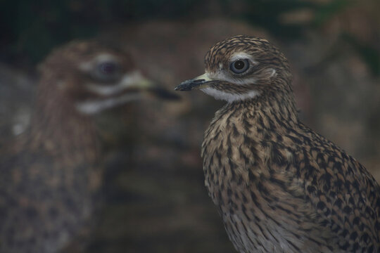 Kaptriel / Spotted thick-knee / Burhinus capensis