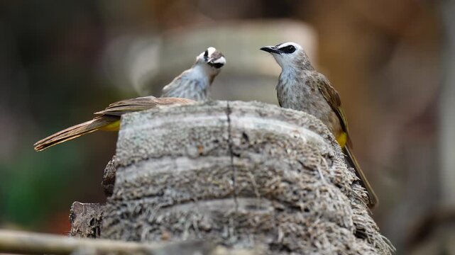 Yellow-vented Bulbul (Pycnonotus goiavier)bird is eating worms on a tree stump.