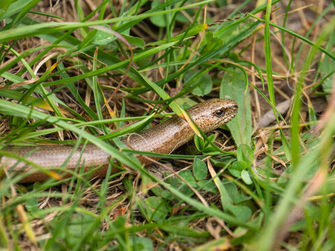 A Slow Worm in the Grass