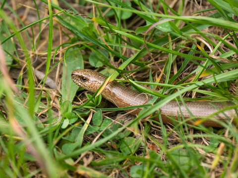 A Slow Worm in the Grass