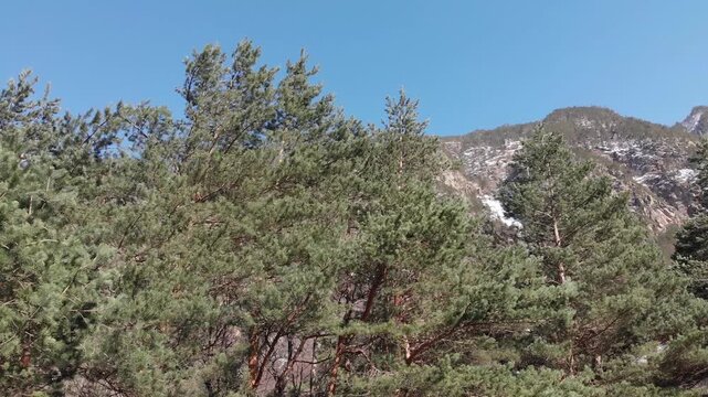 Caucasus, North Ossetia. Digoria Gorge. Pine trees in the mountain forest.