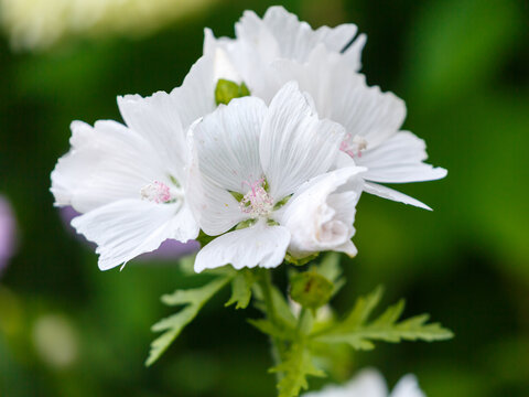Malva moschata Alba is blooming in the garden. Musk mallow (Malva moschata) is a perennial ornamental plant with white flowers.