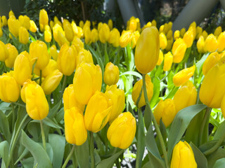 Obraz premium Vibrant Yellow Tulips Blooming Abundantly in a Sunny Spring Garden