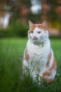 A beautiful domestic ginger and white cat with a collar sitting peacefully in a lush green garden during a summer evening with soft background bokeh.