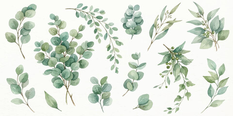 Set of various watercolor eucalyptus sprigs and leaves in shades of green with watercolor painting hand painted plant life eucalyptus © Manjur