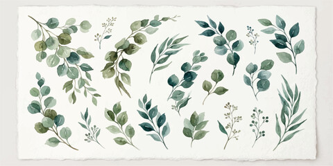 Watercolor eucalyptus branches and wreaths botanical collection with watercolor painting eucalyptus botanical branches greenery © Manjur