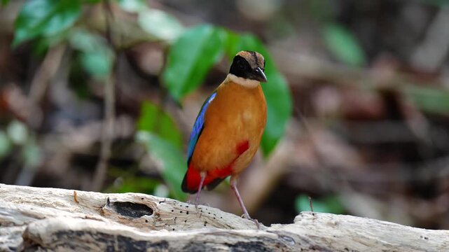 Blue-winged Pitta blue ,hooded pitta birds feeding on meal worms in the forest.