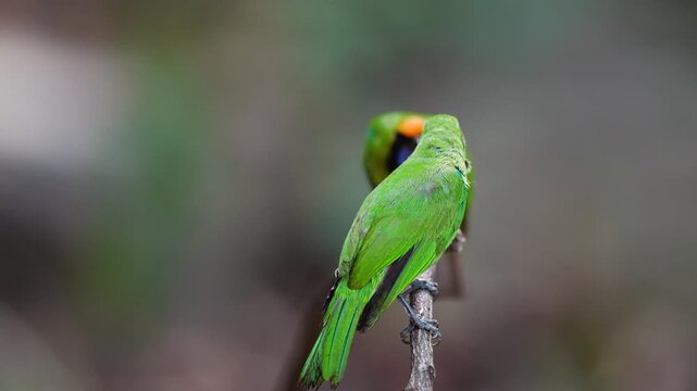 Golden-fronted leafbird (Chloropsis aurifrons) bird is eating a banana.