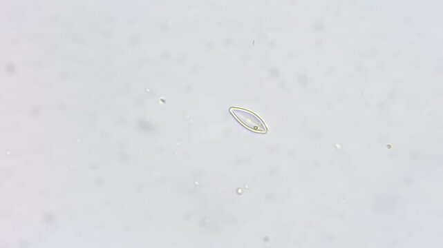 ​Real microscopic footage of a single diatom cell, freshwater microalgae under light microscope