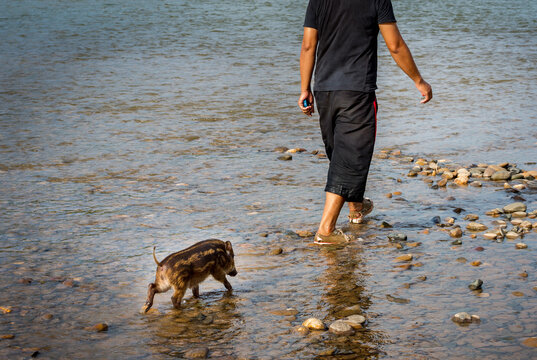 A man walking through a shallow river with a small wild boar piglet following him