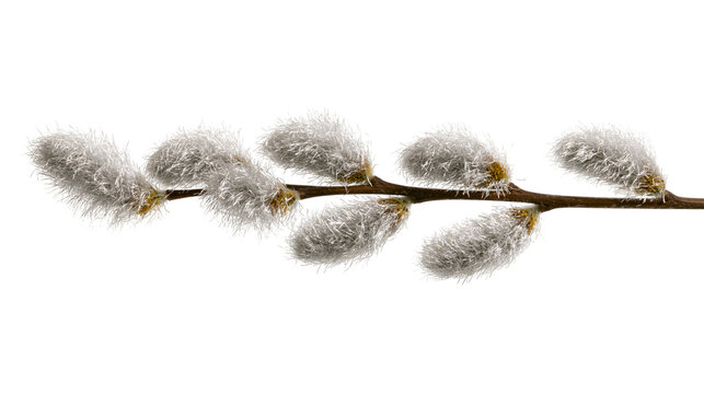 Fluffy grey pussy willow catkins on a brown branch, isolated on transparent background