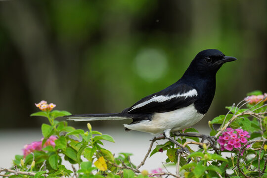 ⚫️⚪️ Oriental Magpie-Robin - Male
🚫 Protected wildlife: Hunting and keeping as pets are prohibited