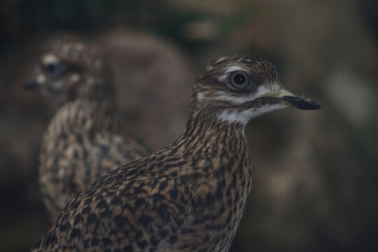 Kaptriel / Spotted thick-knee / Burhinus capensis