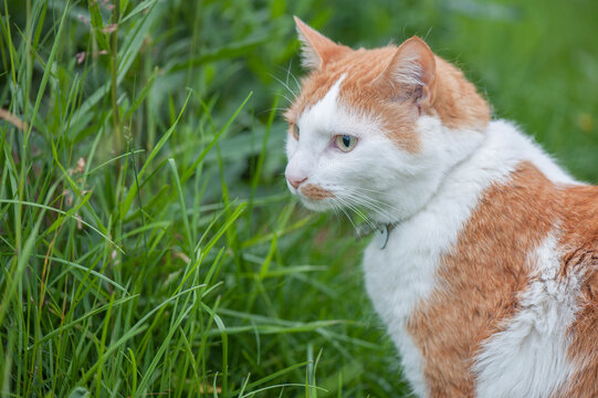 A beautiful domestic ginger and white cat with a collar in the field during a summer day.