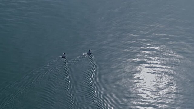 A top-down aerial shot captures two ducks gliding in parallel across a glistening urban canal, their V-shaped wakes forming a delicate symmetrical pattern on the rippling gray-blue water.