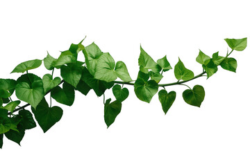Obraz premium Green vine plant growing, fresh heart-shaped ivy leaves creating a natural border on transparent background