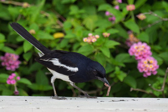 ⚫️⚪️ Oriental Magpie-Robin - Male
🚫 Protected wildlife: Hunting and keeping as pets are prohibited