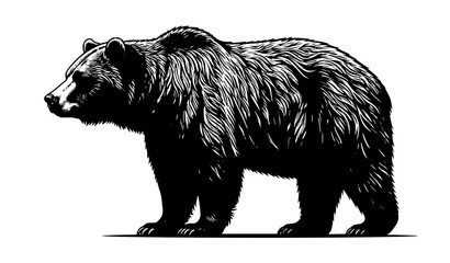 Obraz premium Bear Hand Drawn Vintage Illustration, Wild Grizzly Bear Bold Sketch Style Isolated on White Background