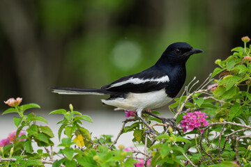 Obraz premium ⚫️⚪️ Oriental Magpie-Robin - Male 🚫 Protected wildlife: Hunting and keeping as pets are prohibited