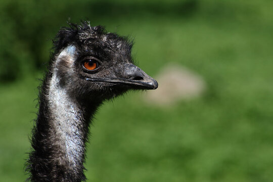 Gro&szlig;er Emu / Emu / Dromaius noveabollandiae