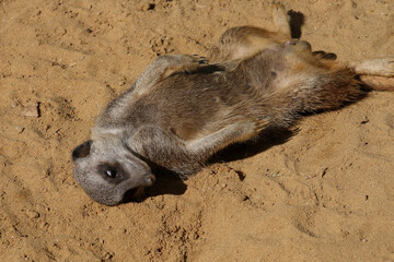 Obraz premium Erdmännchen / Suricate or Meerkat / Suricata suricatta
