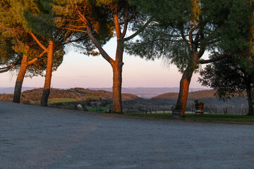 Large pine trees casting long shadows over an open paved area at sunset in the Tuscan countryside. A calm outdoor scene with warm light. © Lukasz