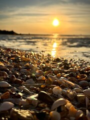 Obraz premium Seashells on the beach at sunset with golden reflections and shallow depth of field