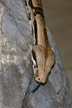 Dunkler Tigerpython / Burmese python / Python molurus bivittatus