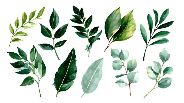 Green Leafy Branches and Eucalyptus Watercolor Composition