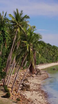 Vertical video. Wide View of Tropical Palm Trees Along Rocky Beach Beside Calm Sea Under Blue Sky, Exotic Coastline, Summer Vacation, Paradise Travel Destination