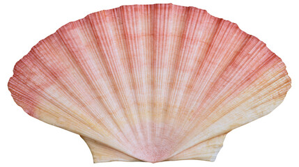 Pink and beige ridged scallop seashell, isolated on transparent background © Elena