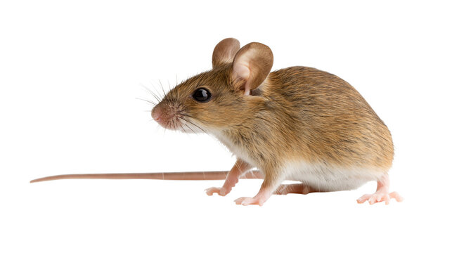 Small brown field mouse with long tail, isolated on transparent background