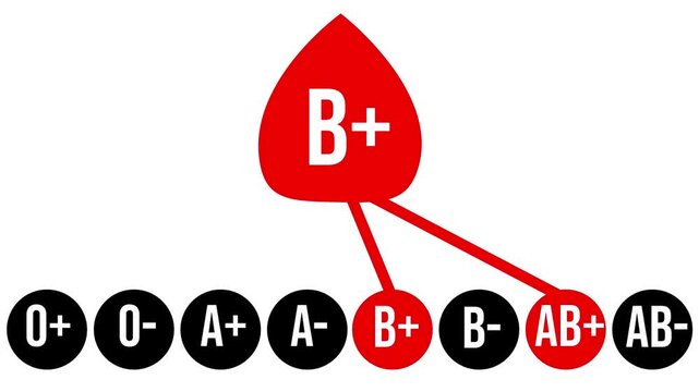 Blood Type B+ Compatibility Flow Animation.