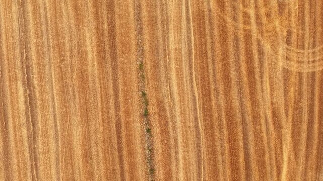 top-down drone footage capturing a harvested wheat field with parallel harvesting lines and natural geometric textures