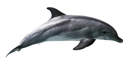 Gray dolphin swimming gracefully, isolated on transparent background © Elena