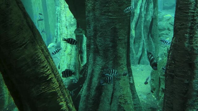 School of striped frontosa cichlid fish swimming among giant roots in an aquarium