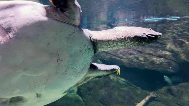 Pig-nosed turtle swimming swimming in aquarium