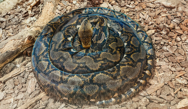 Coiled speckled python resting on the ground