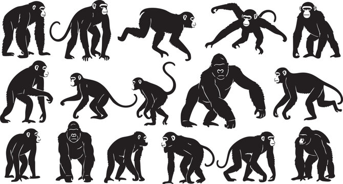 Black silhouettes of various monkey poses monkeys apes gorillas primates