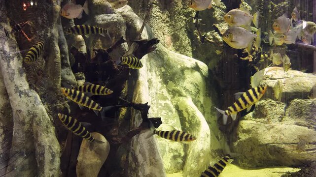Exotic Tropical Fish Swimming in a Large Public Freshwater Aquarium