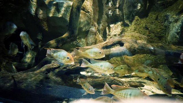 School of South American Cichlids Swimming in a Natural Freshwater Aquarium.