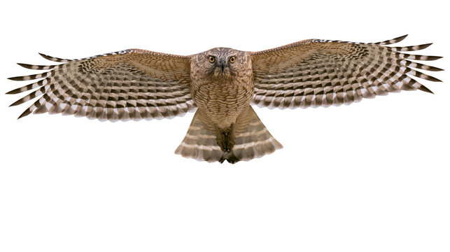 Brown hawk with outstretched wings, isolated on transparent background