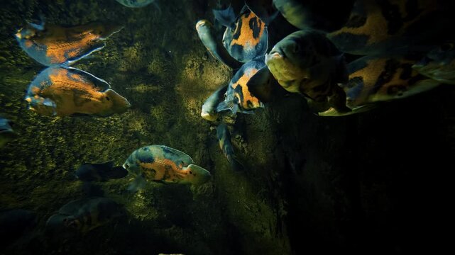 School of oscar fish cichlids swimming in a dark aquarium tank