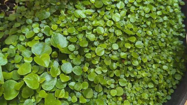 green peas background